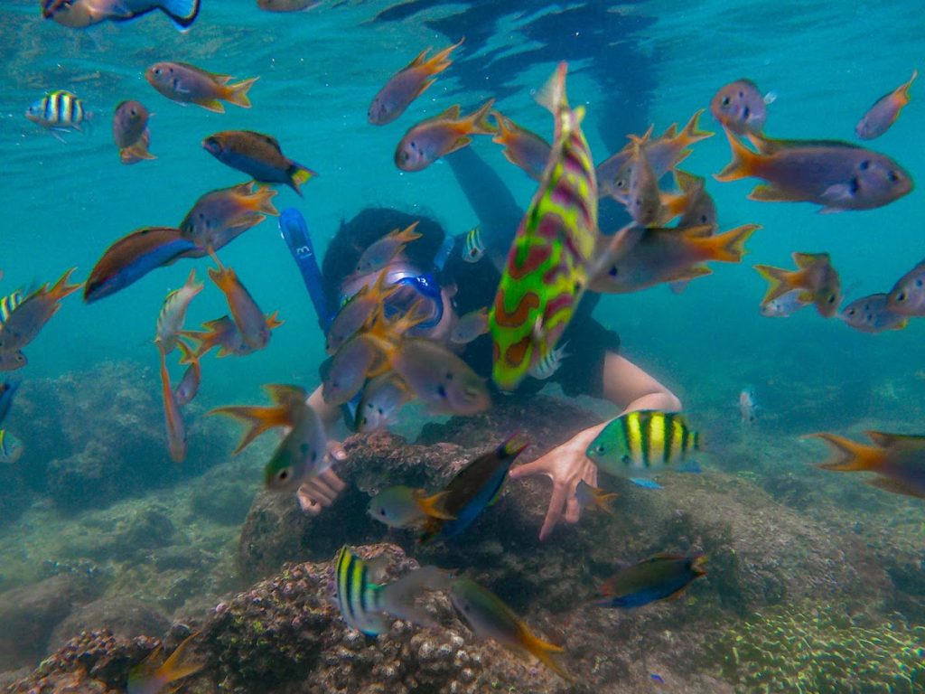 Salah satu kegiatan paling populer di Pantai Sadranan adalah snorkeling. Salah satu kegiatan paling populer di Pantai Sadranan adalah snorkeling.