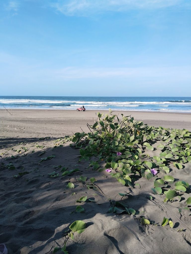 Gumuk Pasir Parangkusumo: Keajaiban Alam Eksotis di Bantul, Yogyakarta Gumuk Pasir Parangkusumo: Keajaiban Alam Eksotis di Bantul, Yogyakarta