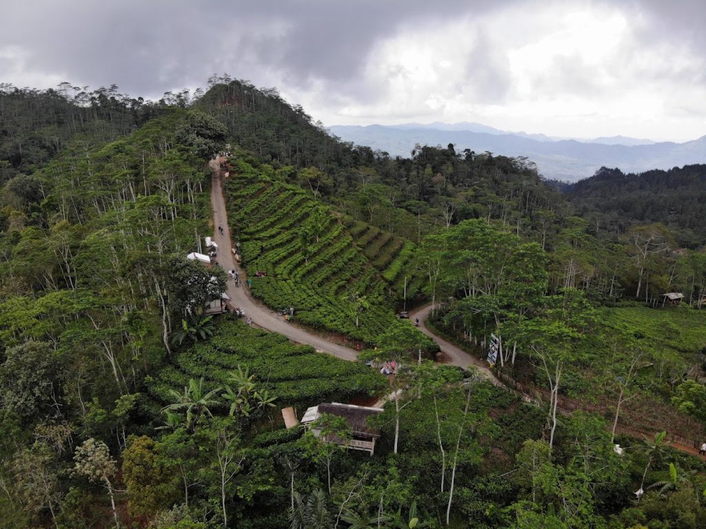 Pesona Kebun Teh Nglinggo: Menyusuri Jejak Sejarah dan Keindahan Alam Perbukitan Menoreh Kulon Progo Pesona Kebun Teh Nglinggo: Menyusuri Jejak Sejarah dan Keindahan Alam Perbukitan Menoreh Kulon Progo