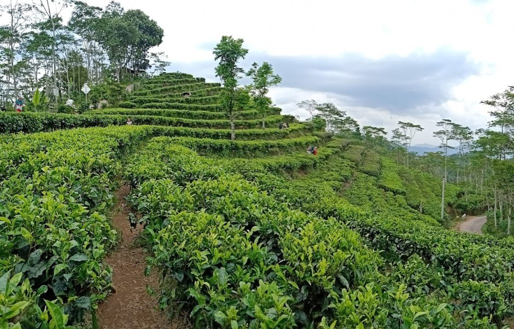 Sejarah Kebun Teh Nglinggo: Dari Tanam Paksa Hingga Jadi Ikon Wisata Kebanggaan Kulon Progo Sejarah Kebun Teh Nglinggo: Dari Tanam Paksa Hingga Jadi Ikon Wisata Kebanggaan Kulon Progo