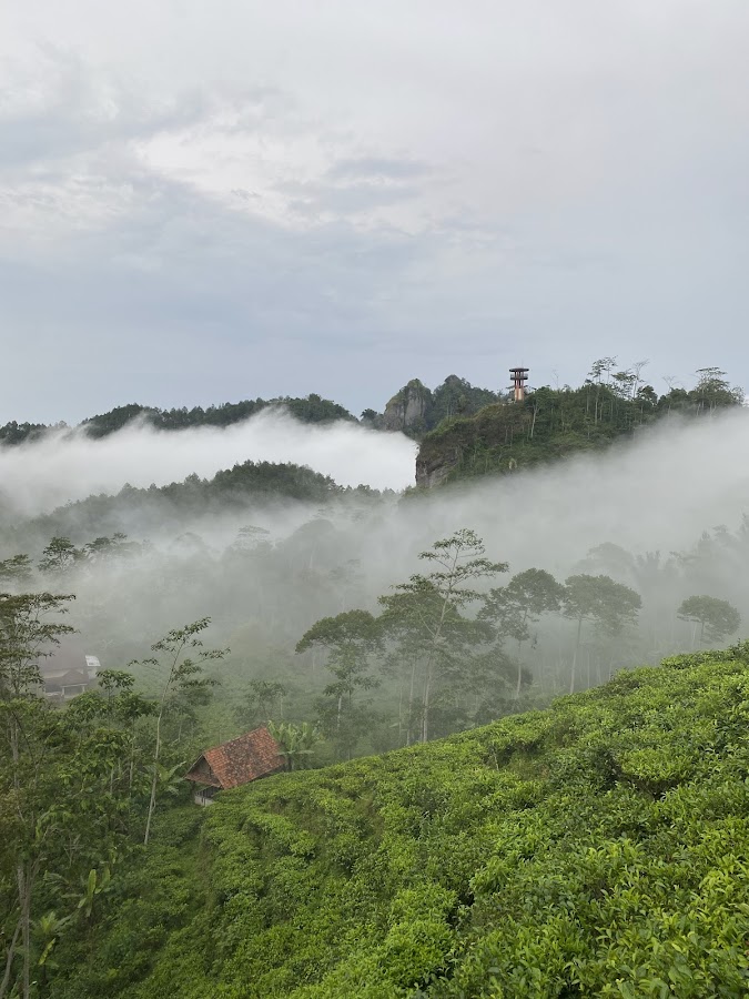 Saat pagi hari, kabut tipis akan menyelimuti pucuk-pucuk daun teh di Kebun Teh Nglinggo, memberikan nuansa mistis sekaligus romantis bagi siapa saja yang memandangnya. Saat pagi hari, kabut tipis akan menyelimuti pucuk-pucuk daun teh di Kebun Teh Nglinggo, memberikan nuansa mistis sekaligus romantis bagi siapa saja yang memandangnya.