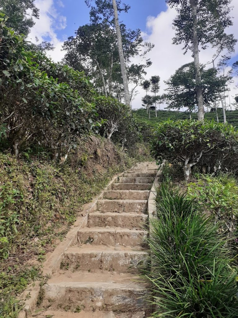 Tea Walking: Menyusuri Kebun Teh Tritis dengan Nuansa Alam yang Damai Tea Walking: Menyusuri Kebun Teh Tritis dengan Nuansa Alam yang Damai