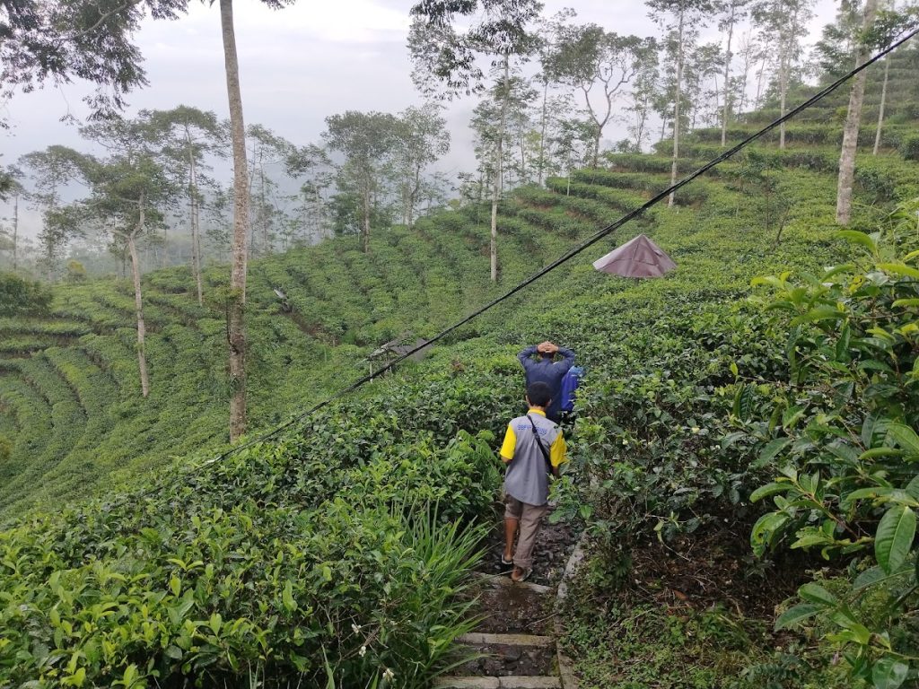 Pengalaman Memetik Teh: Menjadi Pemetik Sejati di Lereng Menoreh Pengalaman Memetik Teh: Menjadi Pemetik Sejati di Lereng Menoreh