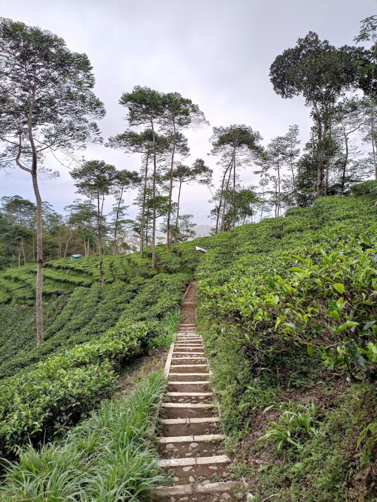 Tips Liburan ke Kebun Teh Tritis di Jogja: Panduan Lengkap untuk Pengalaman Wisata yang Maksimal Tips Liburan ke Kebun Teh Tritis di Jogja: Panduan Lengkap untuk Pengalaman Wisata yang Maksimal