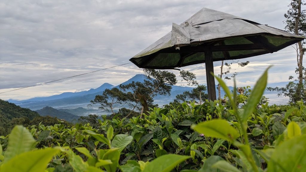 Pesona Kebun Teh Tritis: Hamparan Hijau Menyegarkan di Perbukitan Menoreh Pesona Kebun Teh Tritis: Hamparan Hijau Menyegarkan di Perbukitan Menoreh