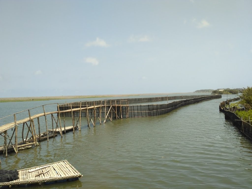 Aktivitas Wisata dan Edukasi di Kawasan Hutan Mangrove Baros Aktivitas Wisata dan Edukasi di Kawasan Hutan Mangrove Baros