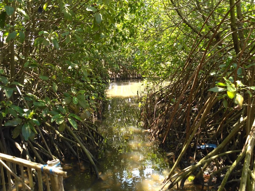 Keindahan Alam dan Keunikan Ekosistem Mangrove Baros Keindahan Alam dan Keunikan Ekosistem Mangrove Baros