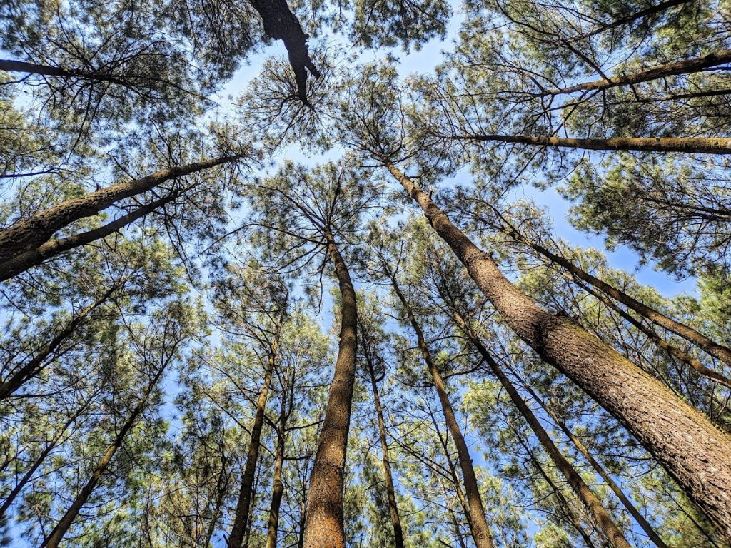 Sejarah Hutan Pinus Pengger Sejarah Hutan Pinus Pengger