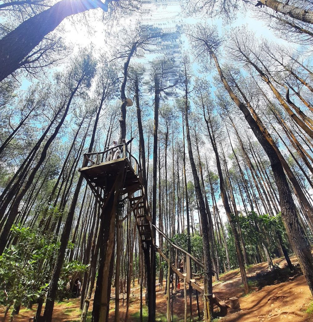 Keindahan Hutan Pinus Pengger Keindahan Hutan Pinus Pengger