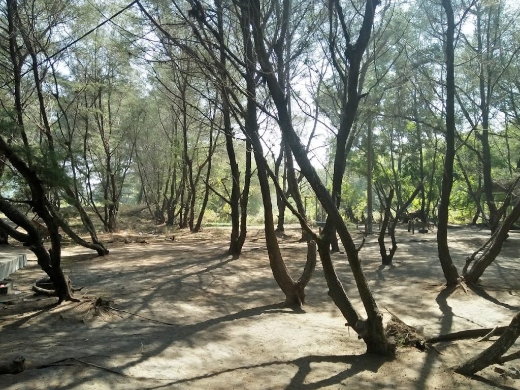 Goa Cemara memiliki camping ground dengan berbagai titik lokasi strategis yang dapat dipilih sesuai kebutuhan. Goa Cemara memiliki camping ground dengan berbagai titik lokasi strategis yang dapat dipilih sesuai kebutuhan.