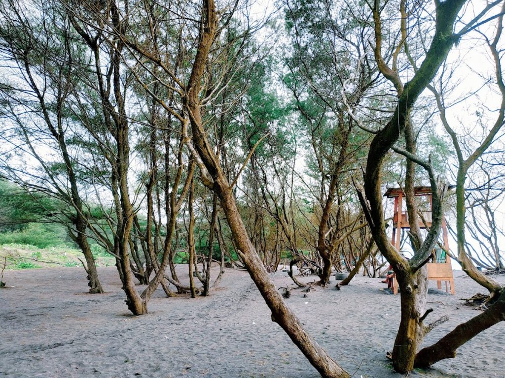 Hutan Cemara yang Membingkai Keindahan Pantai
