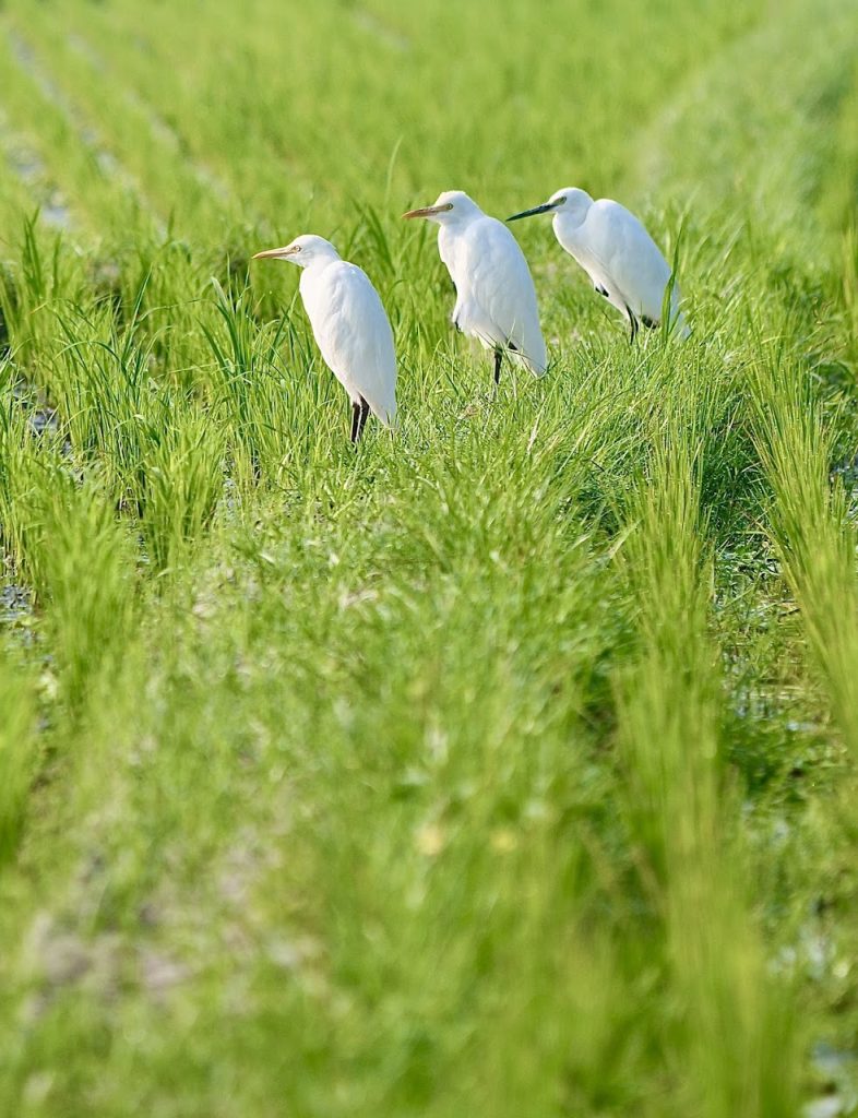 Salah satu daya tarik utama Desa Wisata Ketingan adalah ribuan burung kuntul dan blekok yang menetap di pohon-pohon desa ini. Salah satu daya tarik utama Desa Wisata Ketingan adalah ribuan burung kuntul dan blekok yang menetap di pohon-pohon desa ini.