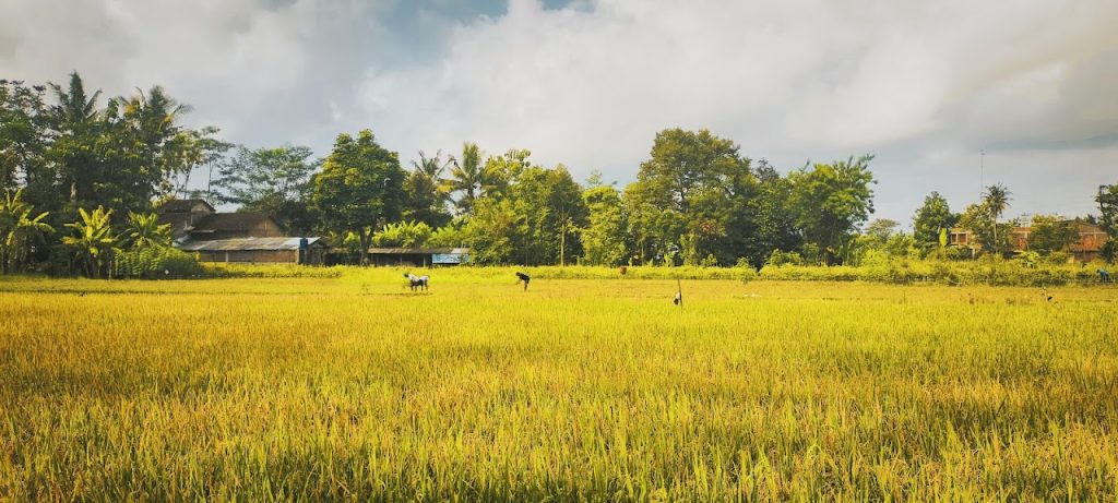 Desa Wisata Ketingan: Pesona Alam, Budaya, dan Konservasi di Sleman, Yogyakarta Desa Wisata Ketingan: Pesona Alam, Budaya, dan Konservasi di Sleman, Yogyakarta