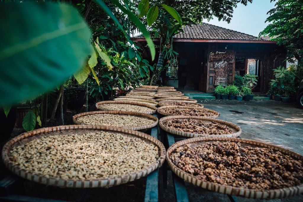 Pawon Luwak Coffee Magelang: Menyajikan Kopi Luwak Autentik di Jantung Borobudur Pawon Luwak Coffee Magelang: Menyajikan Kopi Luwak Autentik di Jantung Borobudur