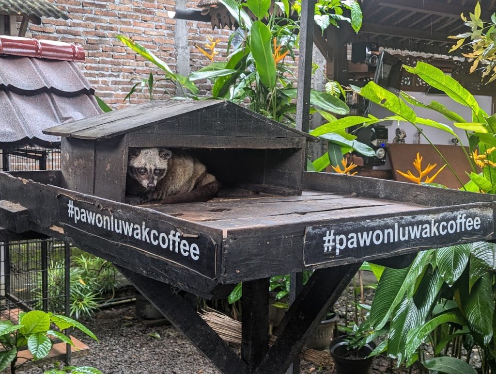 Pawon Luwak Coffee Magelang: Menyajikan Kopi Luwak Autentik di Jantung Borobudur Pawon Luwak Coffee Magelang: Menyajikan Kopi Luwak Autentik di Jantung Borobudur