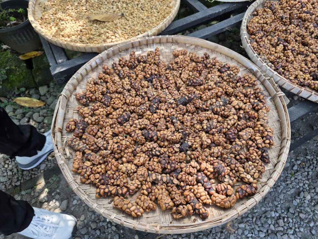 Pawon Luwak Coffee Magelang: Menyajikan Kopi Luwak Autentik di Jantung Borobudur Pawon Luwak Coffee Magelang: Menyajikan Kopi Luwak Autentik di Jantung Borobudur