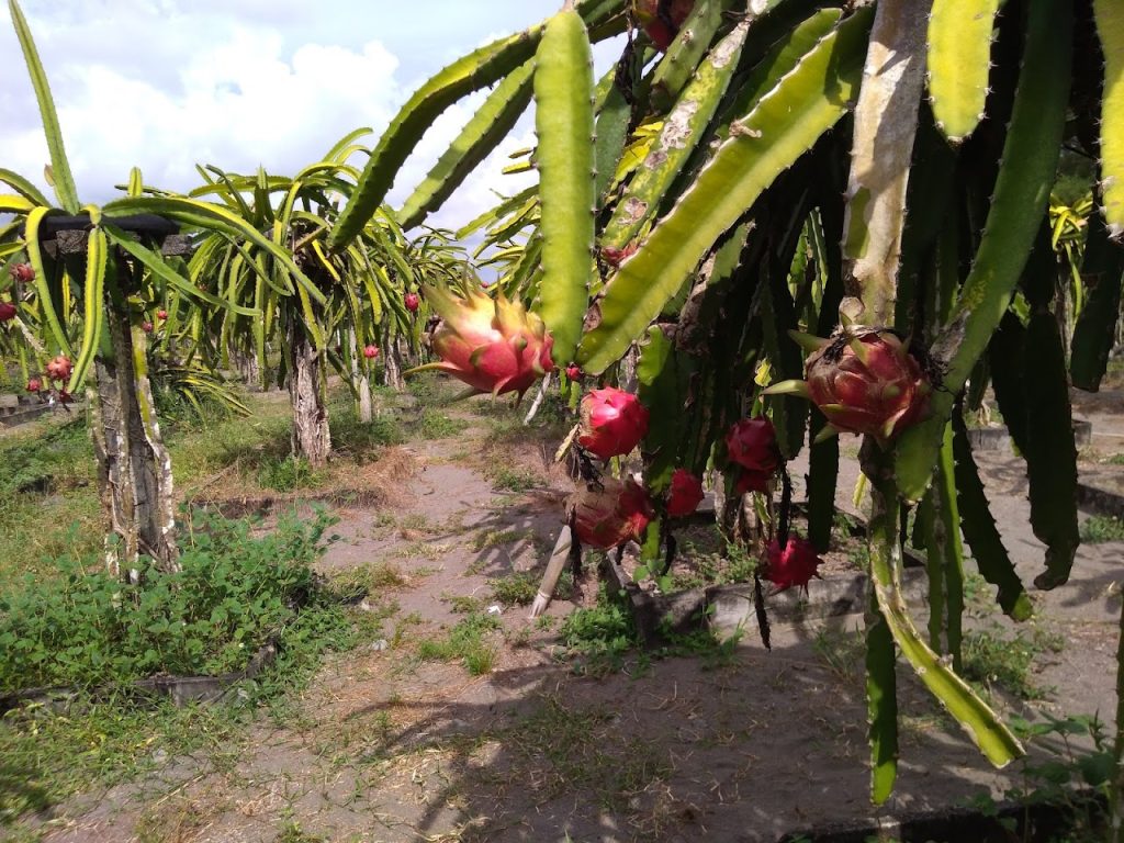 Taman Agrowisata Buah Naga Kusuma Wanadri, Tempat Wisata di Kulon Progo Taman Agrowisata Buah Naga Kusuma Wanadri, Tempat Wisata di Kulon Progo