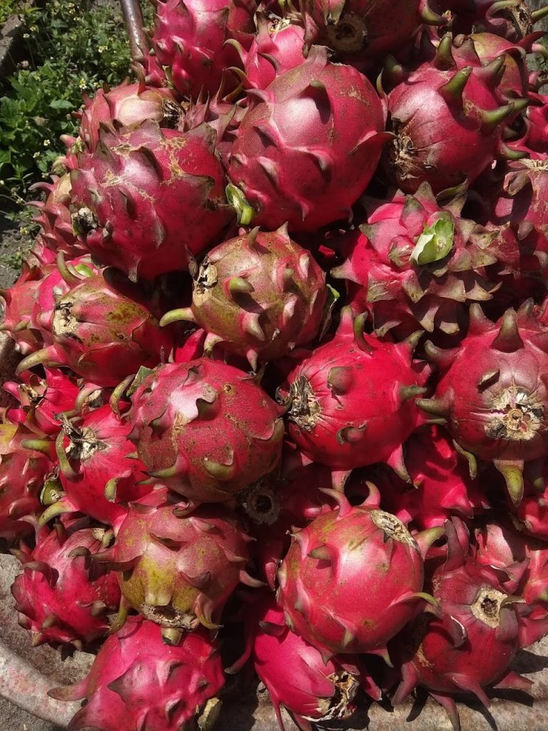 Taman Agrowisata Buah Naga Kusuma Wanadri, Tempat Wisata di Kulon Progo Taman Agrowisata Buah Naga Kusuma Wanadri, Tempat Wisata di Kulon Progo