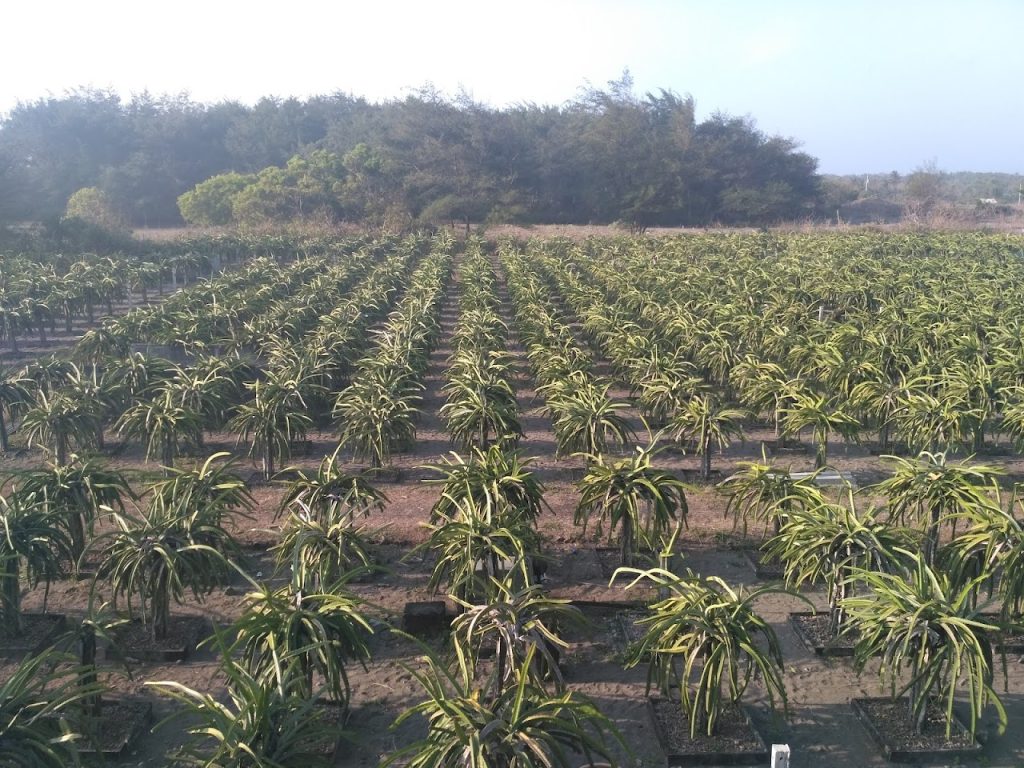 Taman Agrowisata Buah Naga Kusuma Wanadri, Tempat Wisata di Kulon Progo Taman Agrowisata Buah Naga Kusuma Wanadri, Tempat Wisata di Kulon Progo