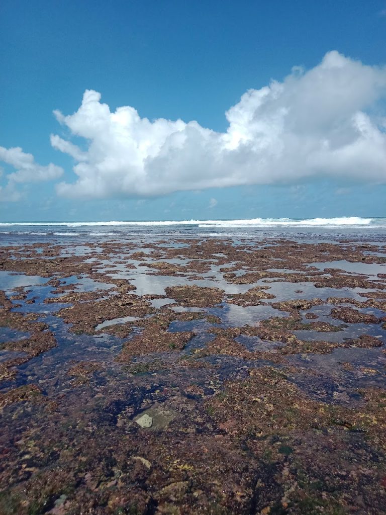 Pantai Watu Kodok Gunungkidul: Panduan Lengkap Wisata, Camping, Rute, dan Tiket Pantai Watu Kodok Gunungkidul: Panduan Lengkap Wisata, Camping, Rute, dan Tiket